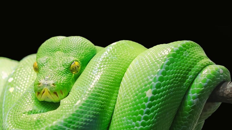 Python Development Essentials course by MTF Institute