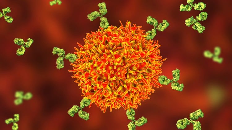 Antibody Engineering: Foundations & Therapeutic Applications