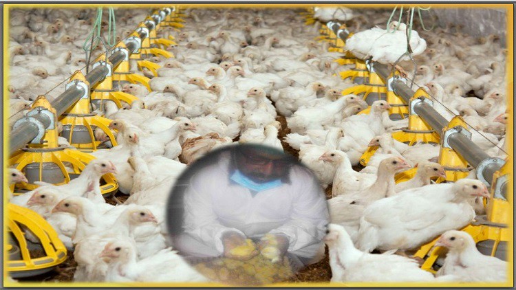 Broiler farm management profit extra income